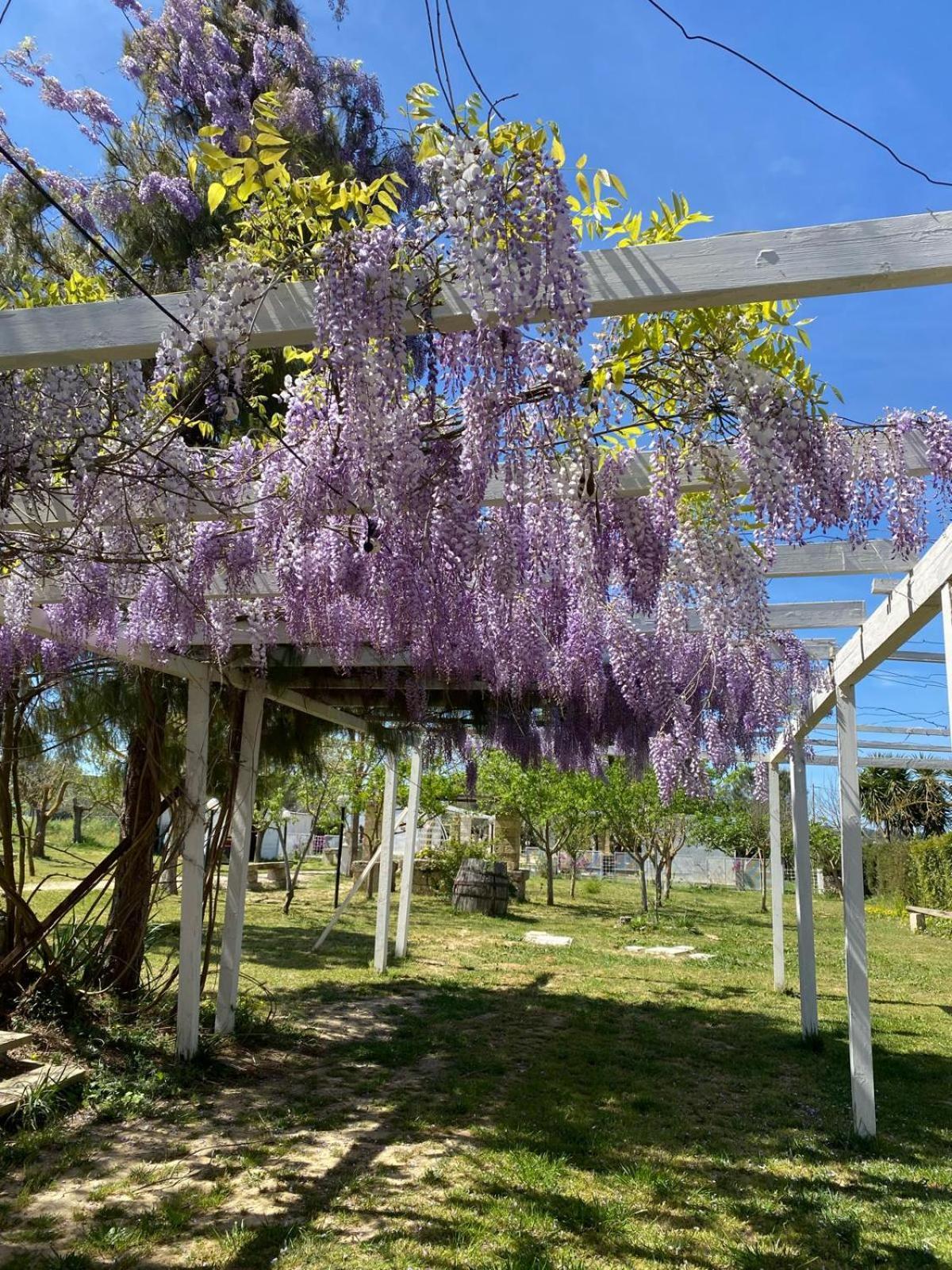 Agriturismo Tenuta La Monaca Aradeo Eksteriør billede